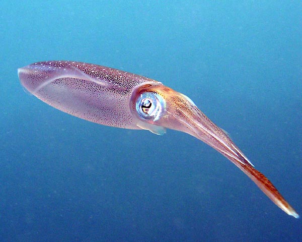 p1010039 squid