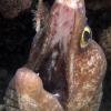 Purple Mouth Moray Eel