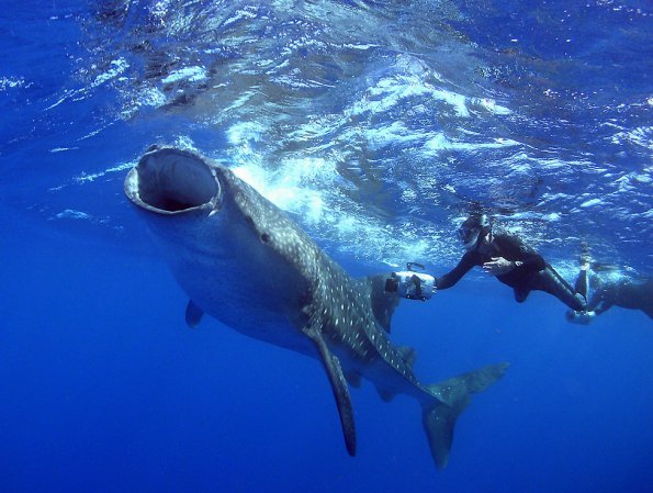 Whale Shark And Video Pro Tim Blanton