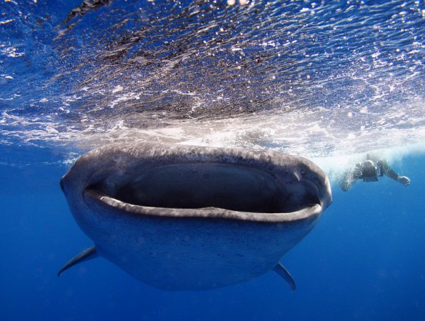 Whale Shark Approaching