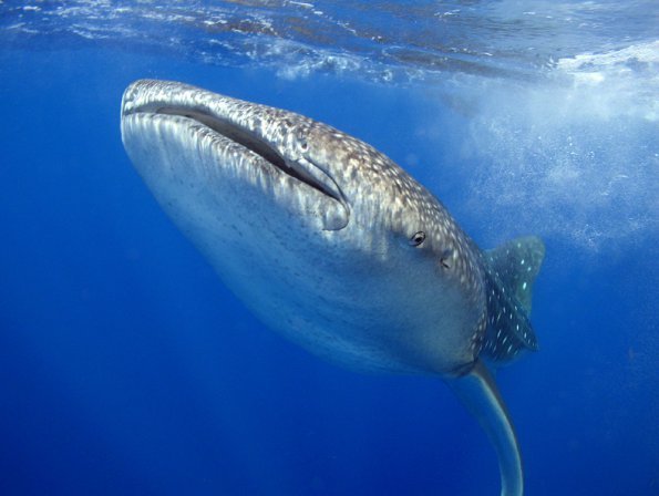 Whale Shark