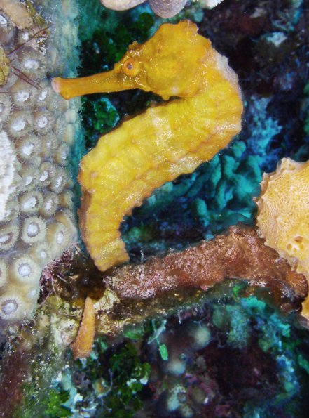 Yellow Seahorse