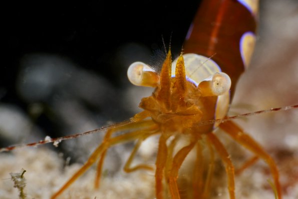 Squat shrimp face