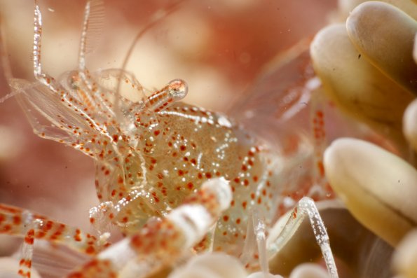 Sun anenome shrimp 1