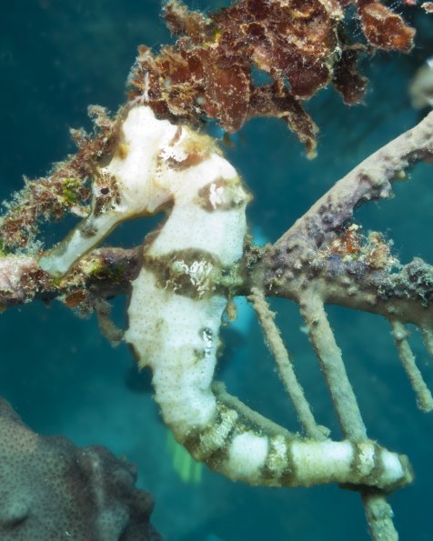 White seahorse 2