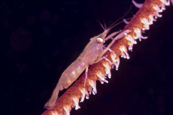 Wirecoral shrimp 2